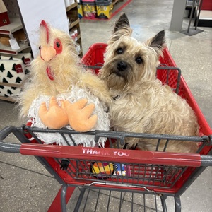 Fundraising Page: DENISE KANE